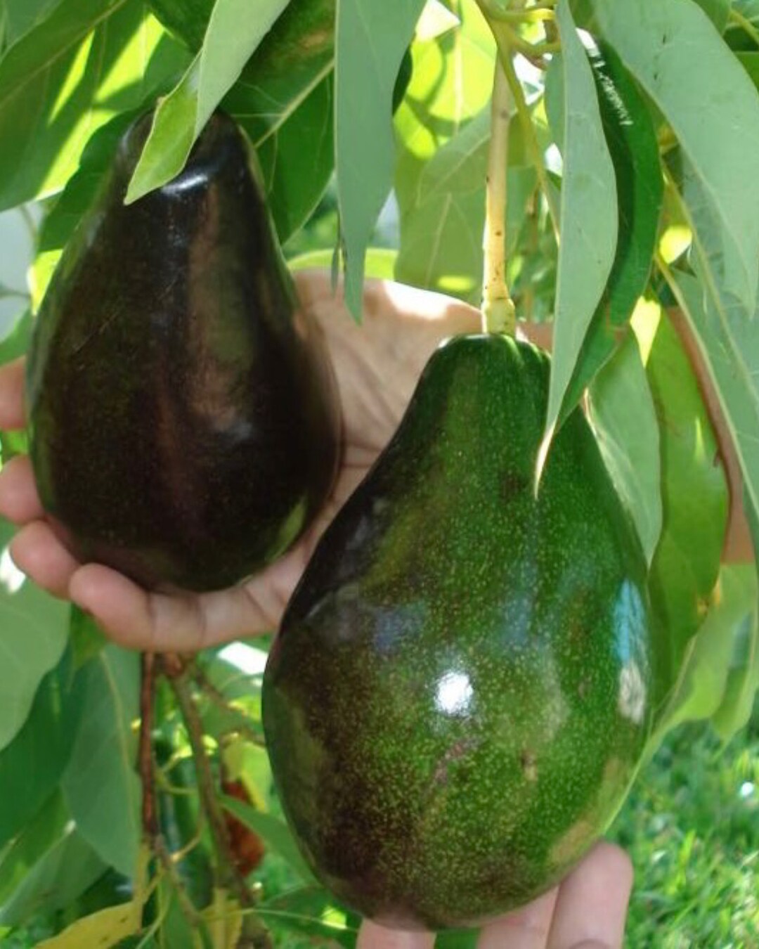 Abokado XL Cold Hardy Type A+B Avocado Bundle: 'Brogdon' + 'Lula' – Sow Exotic