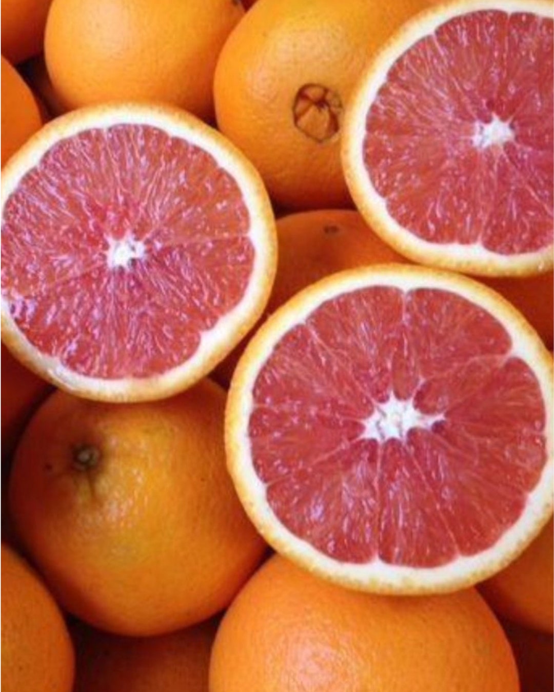 Red Navel Orange 3ft Grafted Tree. Etsy