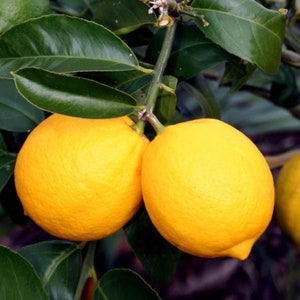 Dwarf Meyers Lemon tree with lemon 3gl pot. No shipping Ca