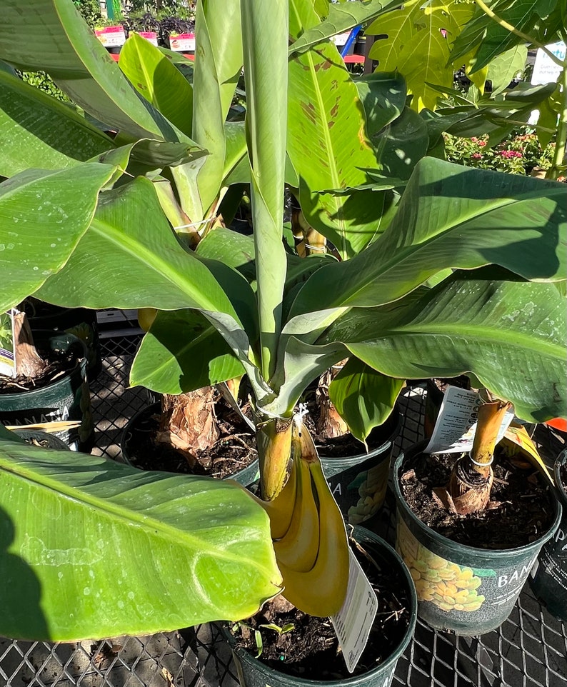 Dwarf Cavendish Banana Tree 2ft to 3ft Tree. No Shipping Ca Etsy