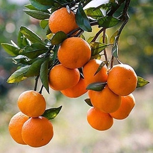 Fallglo Tangerine grafted 3ft -4 Feet Tall ( no shipping Ca)