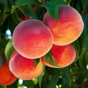 Semi Dwarf Hale Haven Peach Tree. air layered (3-4 ft).No ship to CA.