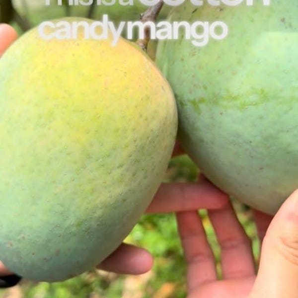 Árbol de mango de algodón de azúcar injertado (de 60 a 90 cm de altura). Sin envío a California.