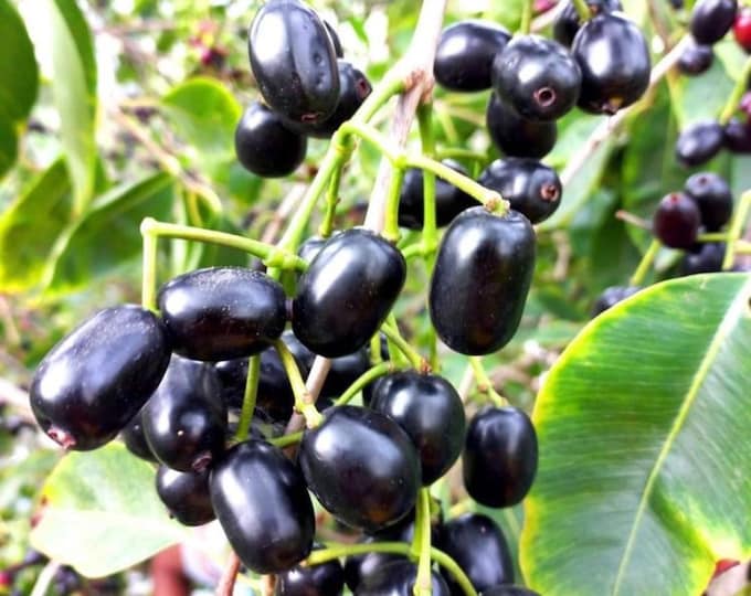 Malabar Plum (java Plum, Black Plum, Jamun) Air Layered 3ft & up Tree ...