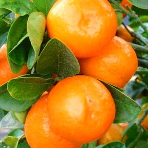 SOUR ORANGE TREE Grafted 3 feet tall tree. No shipping ca.