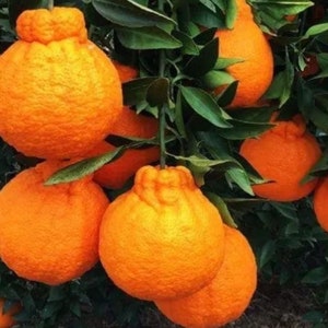 SHIRANUI, AKA  grafted tree BEST of Mandarin Orange. Great Flavor fruit.  3ft  grafted tree ( no shipping Ca)