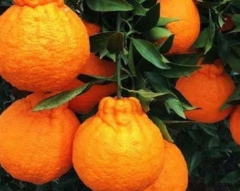 Sumo,Dekopon ,SHIRANUI, AKA  grafted tree BEST of Mandarin Orange. Great Flavor fruit.  3ft  grafted tree ( no shipping Ca)