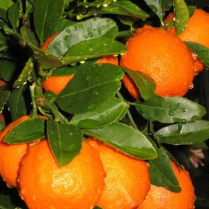 Minneola Tangelo 3ft  Tall grafted tree ( no shipping CA)