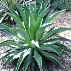 Agave desmettiana cactus Cacti Succulent real 4 live unrooted plants