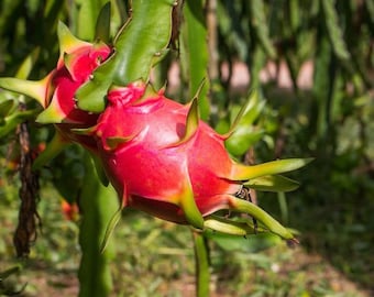 White Dragon Fruit Rooted 2ft