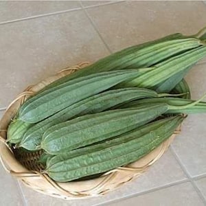 RIDGED GOURD or Thai Long Luffa 30+ Seeds.