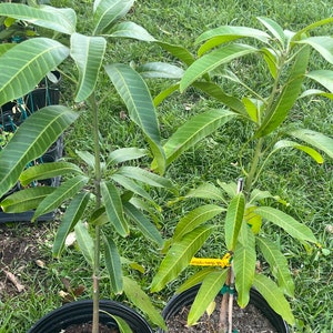 Mango Tree (green sweet mango) 3ft tree. Shipping with in pot. No shipping CA.