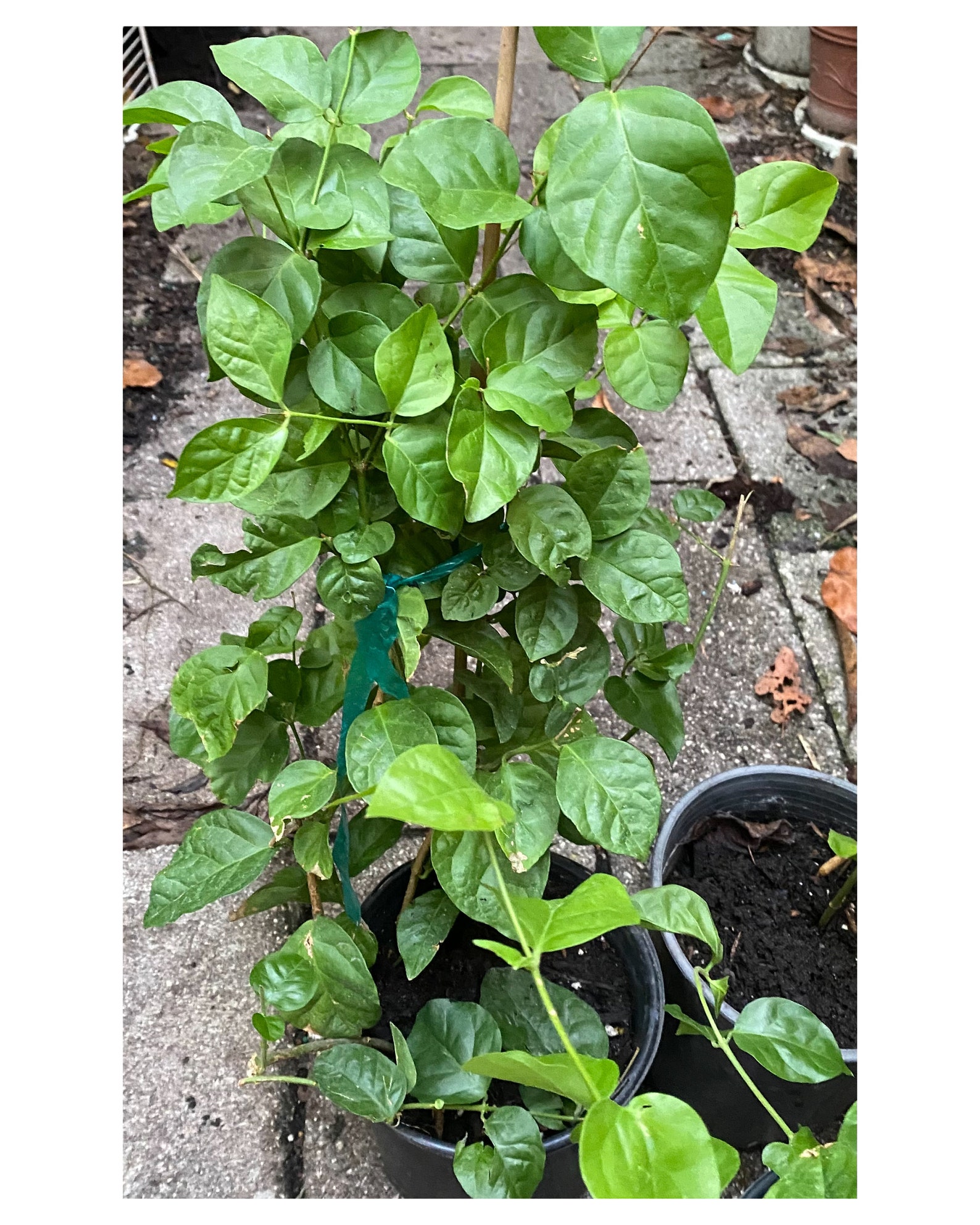 Arabic Jasmine Plants 2ft & Up Etsy