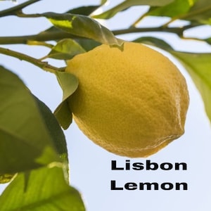 Lisbon Lemon grafted 3ft tree. No shipping Ca