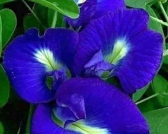 Blue Butterfly Pea 30+ Seeds
