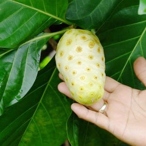 Hawaiian Organic Noni Tree ( 1ft & up) no ship to Ca.