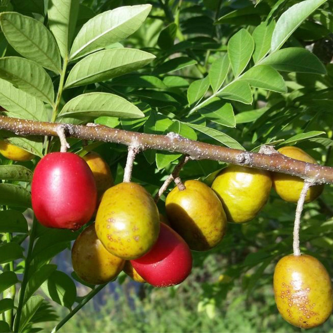 Red Hog Plum Tree 3ft to 4ft Tall Air Layered Trees ready to Bear Fruit
