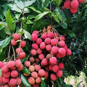 Sweetheart Lychee Tree  ( air layered )3 Feet Tall, Lychee Plant  In 3 Gallon Pot ( no shipping Ca)