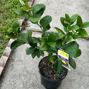 KEY LIME with flowers Dwarf Tree one gallon pot. No shipping Ca.