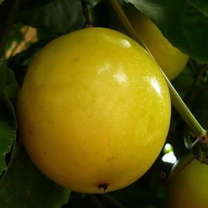 yellow passion fruit 40+seeds