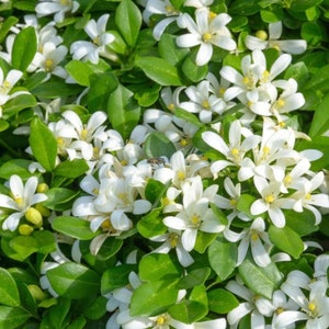 Orange Jasmine air layered tree 2ft to 3ft.No shipping Ca
