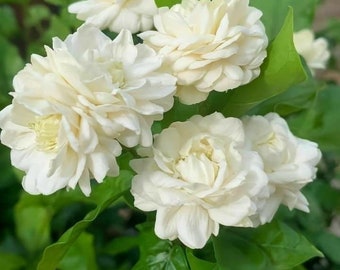 May include: A cluster of white jasmine flowers with multiple blooms, surrounded by green leaves.