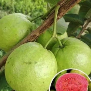 May include: Close-up of three green guavas on a branch, with a cut-open guava showing the pink flesh and seeds.