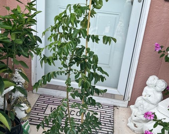 May include: A potted plant with green leaves and a wooden support stake. The plant is in a black pot and is positioned in front of a white door with a welcome mat. Other plants and decorative items are visible in the background.