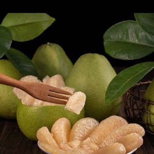 Grapefruit PUMMELO Grafted Tree 3ft tall. (No Shipping CA. )