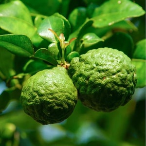 Grafted Kaffir Lime Tree - Almost 4ft 3gl pot. No ship to CA.