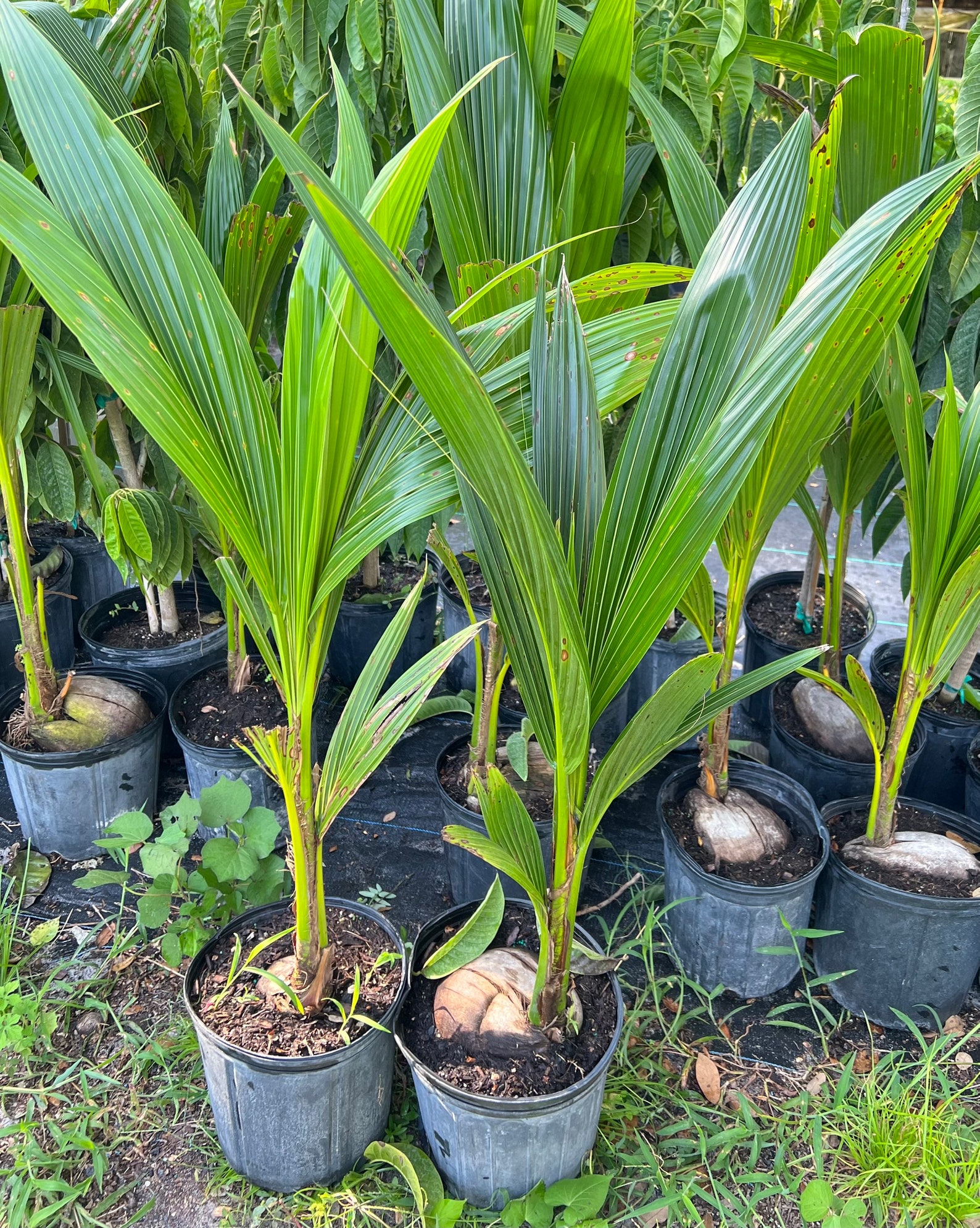 Dwarf Coconut Tree malayan Dwarf 3ft to 4ft Tree Etsy