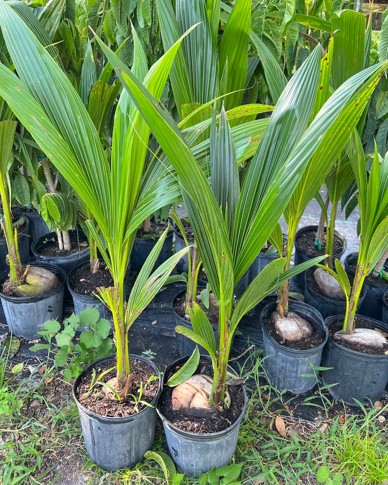 Dwarf Coconut Tree malayan Dwarf 3ft to 4ft Tree Etsy