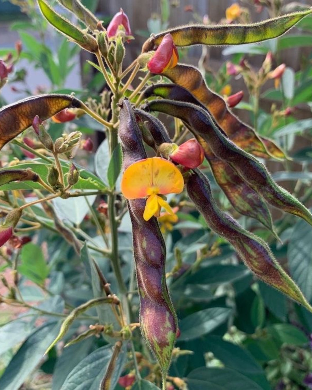 Pigeon Pea Plants 30seeds Etsy