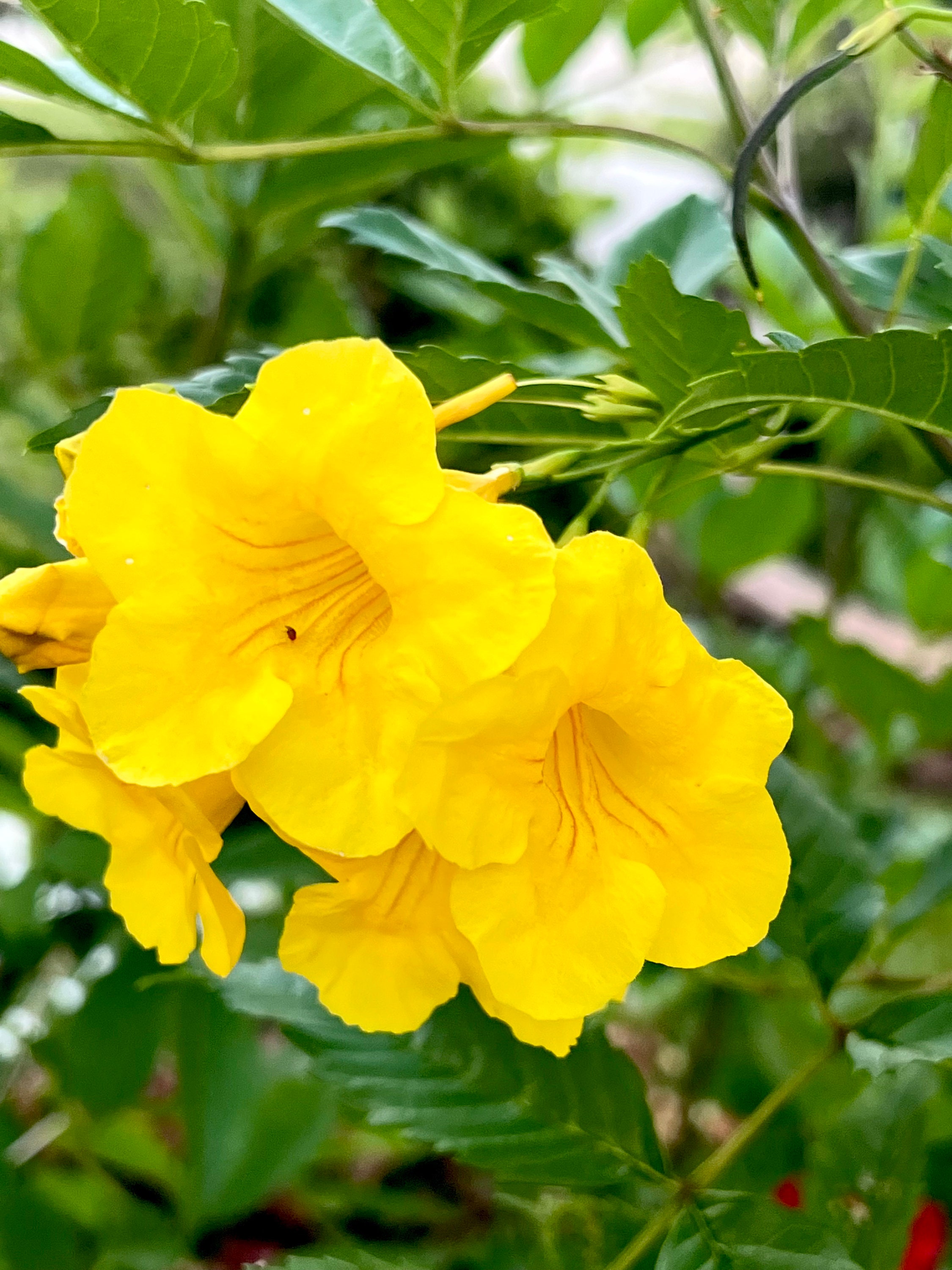 Yellow Hummingbird Flowers 30+seeds - Etsy
