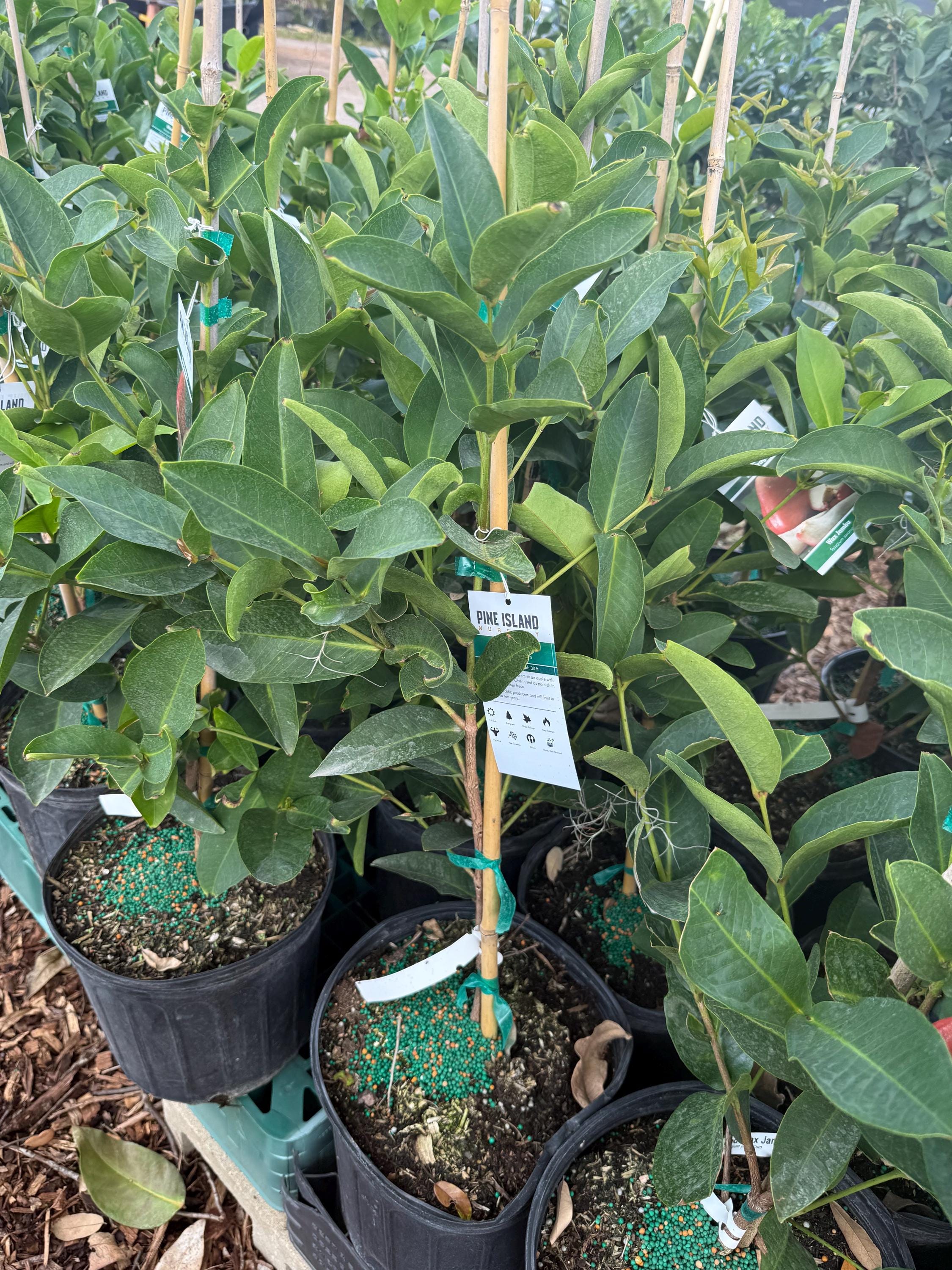 Red Jumbo Wax Apple, Almost 3gl Pot, 3ft Up. No Ship to CA, HI. - Etsy
