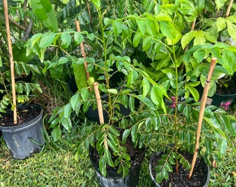 May include: Several potted curry leaf plants with vibrant green foliage. The plants are in black plastic pots, supported by bamboo stakes, and set on a bed of green grass. Other plants are visible in the background.