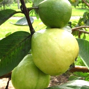 Mexican White Guava 3ft air layered Tree. No ship to CA.