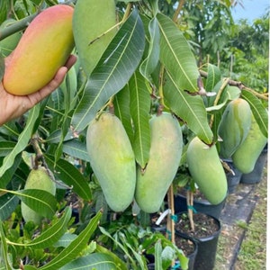 MAHACHANOOK  mango tree  3ft grafted tree. No ship to CA.