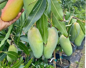 MAHACHANOOK  mango tree 3ft grafted tree.