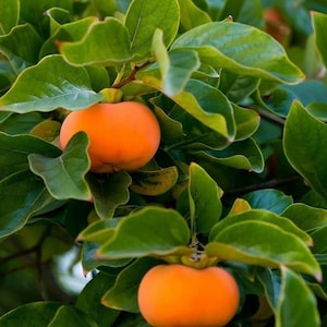Persimmon Tree ( American Persimmon Tree) 4ft.No shipping Ca,HI.