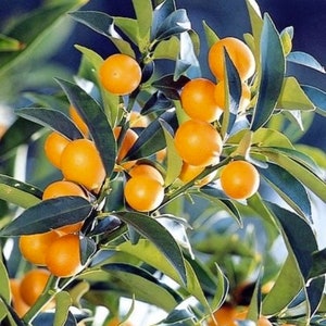 Meiwa sweet kumquat tree grafted 2ft and up. image 2