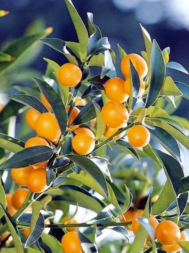 Meiwa sweet kumquat tree grafted 2ft and up. image 2