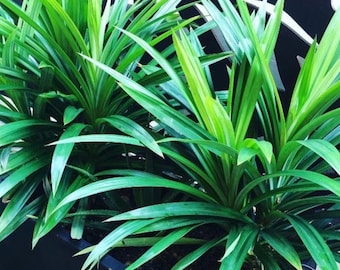 May include: Two green plants with long, narrow leaves growing in a black planter. The planter is made of wood and has a rectangular shape.