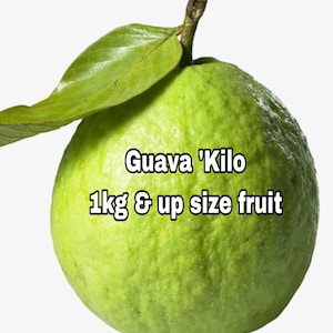 Puede incluir: Una fruta de guayaba verde con una hoja unida al tallo. La fruta está etiquetada como "Guava 'Kilo' 1kg & up size fruit".