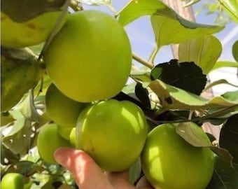 Thai giant jujube tree almost 3ft grafted tree with flowers ( Big fruit). No shipping Ca