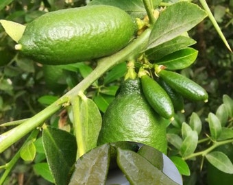 Australian Finger Lime grafted 2-3ft Tree. No Ship California.