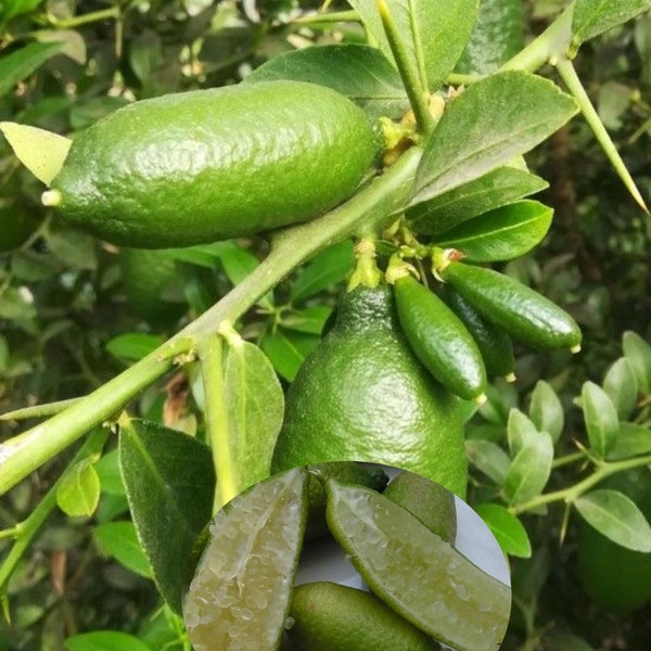 Finger Lime Tree California Etsy