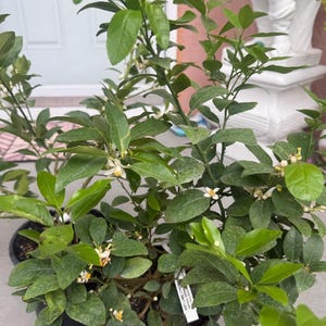 KEY LIME with flowers Dwarf Tree one gallon pot. No shipping Ca.