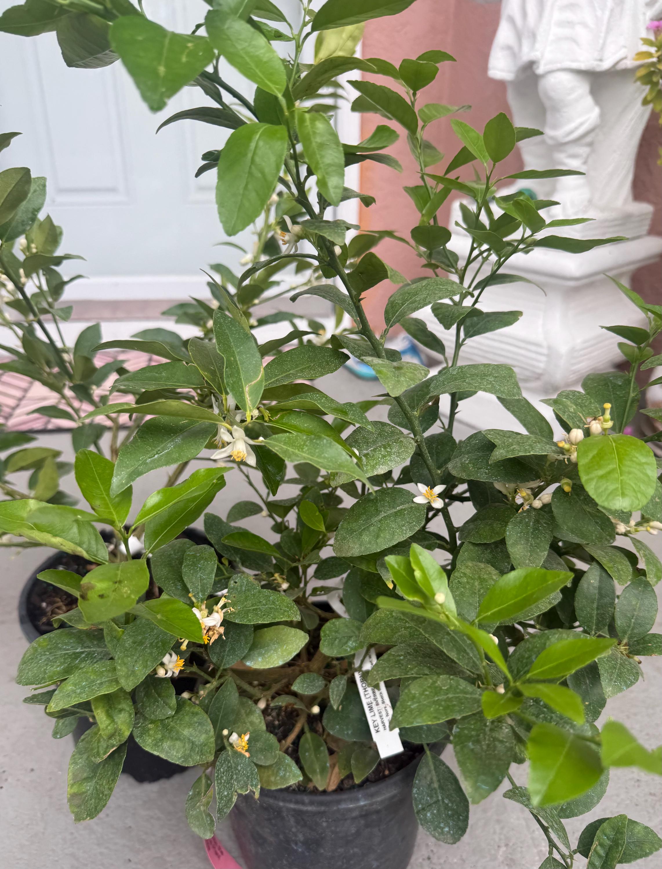 KEY LIME With Flowers Dwarf Tree One Gallon Pot. No Shipping Ca