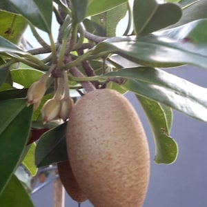 Sapodilla 3ft air layered  Manilkara zapota &#39;Alano) tree . No shipping to California.